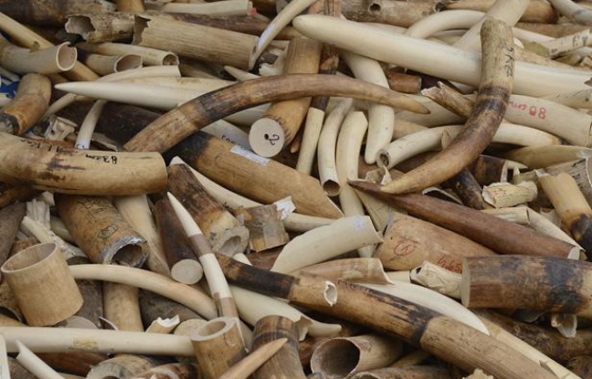 Criminalité faunique au Sénégal: 3 trafiquants d’ivoire condamnés à 3 mois de prison ferme