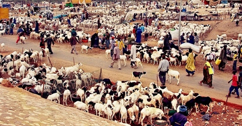 Tabaski 2016 : Le mouton se fait rare à Kahone Tabaski 2016 : Le mouton se fait rare à Kahone