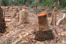 Coupe illicite de bois: les agents des eaux et forêts libérés Coupe illicite de bois: les agents des eaux et forêts libérés