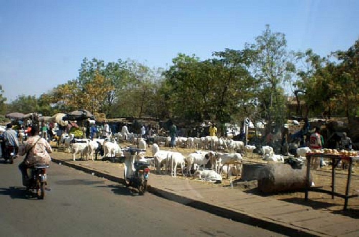 Reportage Tabaski: risque de pénurie de moutons, les vendeurs sonnent l'alerte