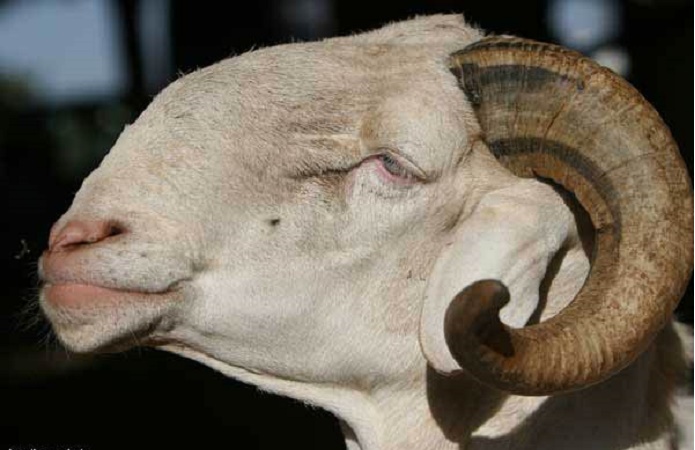 ​Tabaski fêtée le 12 septembre, (expert en Astronomie)