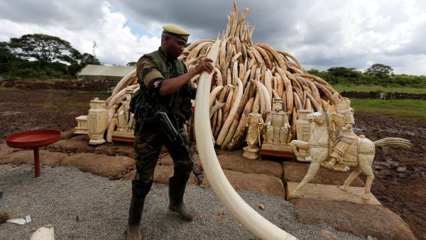 Environnement: vers la fin du commerce d'ivoire d'éléphant ?