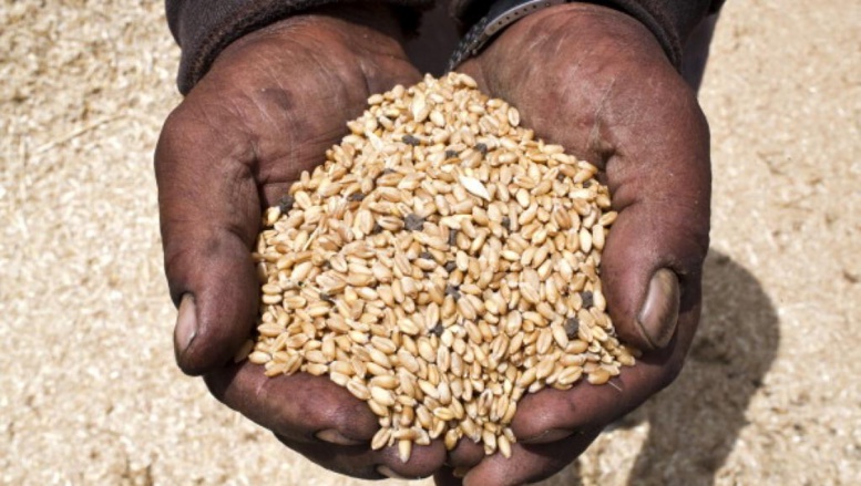 L'ergot, une maladie du blé, contamine les réseaux sociaux en Egypte L'ergot, une maladie du blé, contamine les réseaux sociaux en Egypte