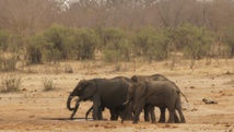 Afrique du Sud: pas de protection accrue pour les éléphants d’Afrique
