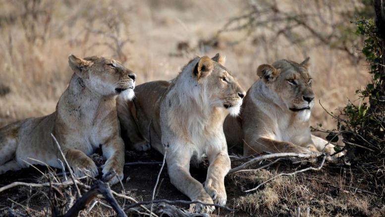 Eléphants et lions d'Afrique, grands perdants de la protection animale Eléphants et lions d'Afrique, grands perdants de la protection animale