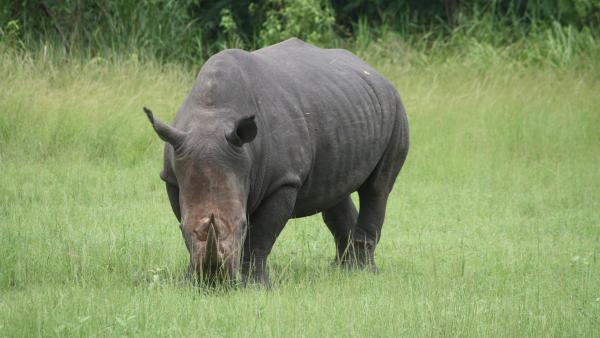 Côte d'Ivoire: le rhinocéros de Dimbokro