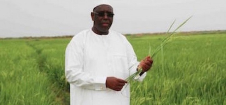 Tournée agricole – Président Macky Sall: «Le Sénégal va tout droit vers une autosuffisance sur les céréales» Tournée agricole – Président Macky Sall: «Le Sénégal va tout droit vers une autosuffisance sur les céréales»