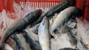 ​Kolda: 50 kg de poissons impropres à la consommation saisis