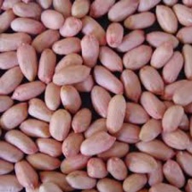 Risque de manque de semences de bonne qualité: la fédération du bassin arachidier interpelle l’Etat Risque de manque de semences de bonne qualité: la fédération du bassin arachidier interpelle l’Etat