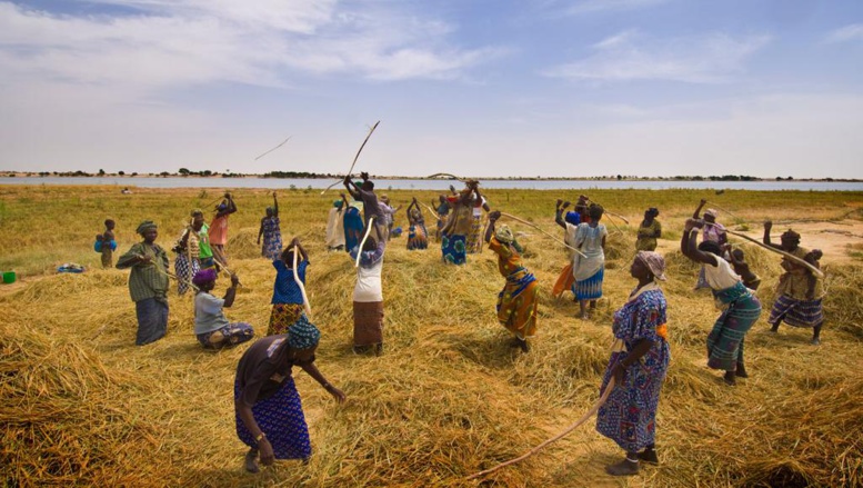 Mali: malgré une production record de céréales, les revenus peinent à décoller