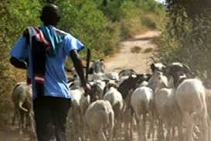 Vol de bétail : Macky Sall annonce un renforcement plus sévère de la loi contre les voleurs