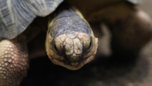 Madagascar: polémique sur la libération de trafiquants de tortues