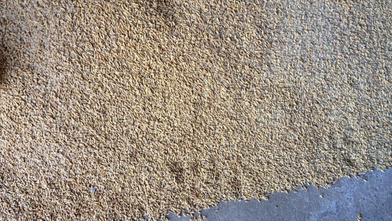 Nigeria: une centaine de sacs de riz impropre à la consommation saisis à Lagos Nigeria: une centaine de sacs de riz impropre à la consommation saisis à Lagos