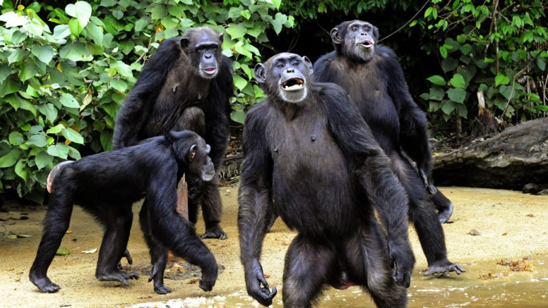 Un cas très rare de chimpanzés cannibales observé au Sénégal Un cas très rare de chimpanzés cannibales observé au Sénégal