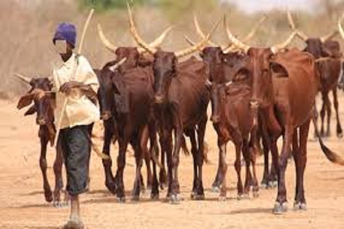 Les voleurs de bétail dévalisent la région de Kaolack : 3 mille cas de vols de bétail en 2016