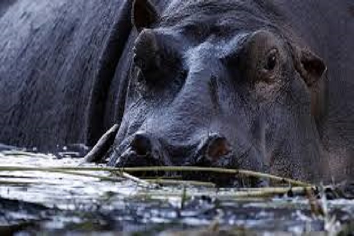 ​Fleuve Ndiawdoune : Une attaque d’hippopotame fait un mort