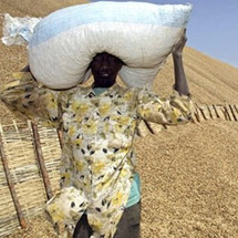 Les paysans vont marcher pour l'augmentation du prix de l'arachide