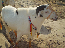 Mouton de Tabaski difficile à obtenir à cause de la crise