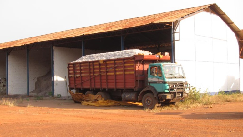 RCA: vers la relance de la culture du coton dans la région de Ouaka