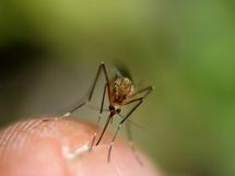Lutte contre le paludisme : La Banque mondiale injecte 1,1 milliards en Afrique
