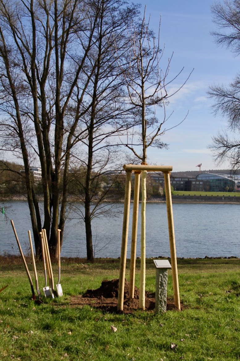 Allemagne : l’Arbre de l’intégrité burkinabè désormais au bord du Rhin Allemagne : l’Arbre de l’intégrité burkinabè désormais au bord du Rhin