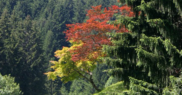 Biodiversité : il existe 60 065 espèces d'arbres sur Terre