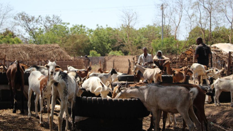 Entreprise de l'ancien président Jammeh, l'abattoir d'Abuko tourne au ralenti Entreprise de l'ancien président Jammeh, l'abattoir d'Abuko tourne au ralenti
