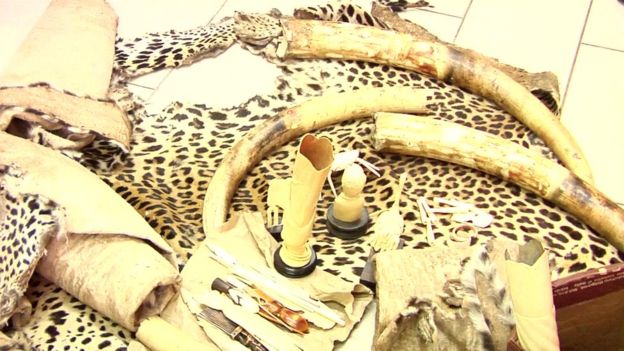 Côte-d'ivoire : importante saisie d'ivoire