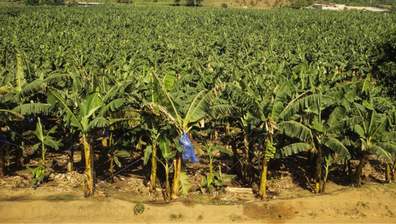 Côte d'Ivoire: la résolution des conflits fonciers Côte d'Ivoire: la résolution des conflits fonciers