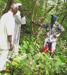 Des exploitants forestiers en discussion dans les bois (Photo: senegal.usaid.gov)