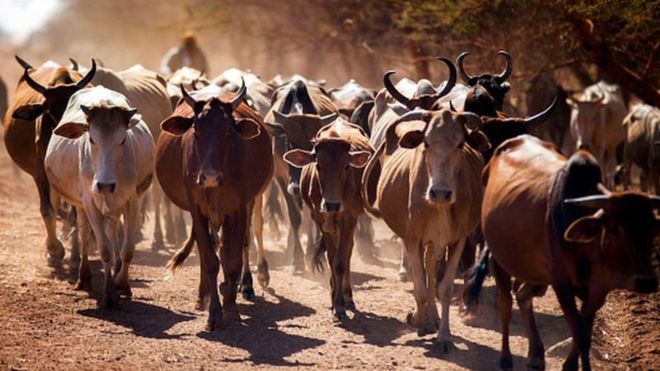 Zimbabwe : Robert Mugabe fait un don de bétail à l'UA