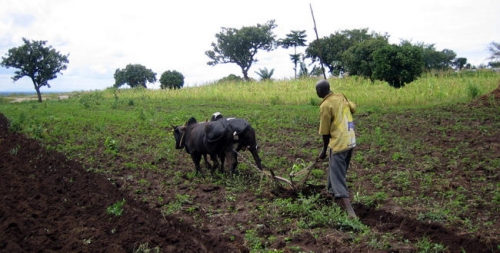 Dans le Ndoucoumane, les paysans ne cessent de se lamenter de la qualité des semences
