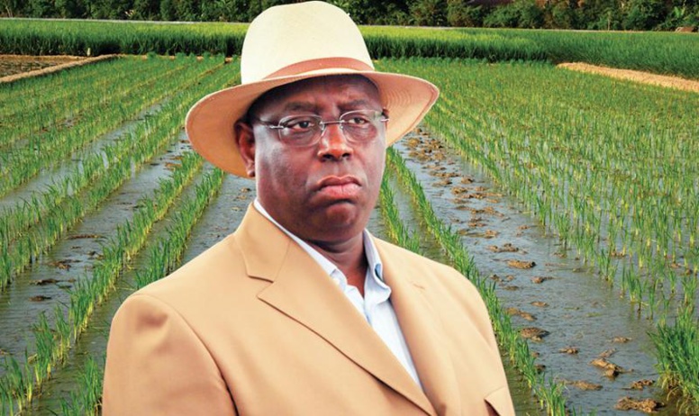 Officiel ! Le Sénégal ne sera pas autosuffisant en riz en 2017 Officiel ! Le Sénégal ne sera pas autosuffisant en riz en 2017