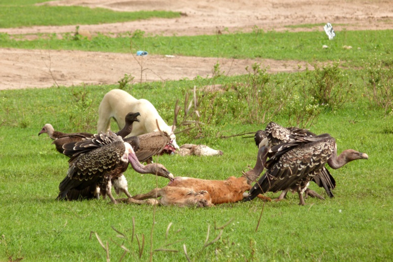  SÉNÉGAL : UN PAYS DE MAUVAISE FOI AMBIANTE SÉNÉGAL : UN PAYS DE MAUVAISE FOI AMBIANTE