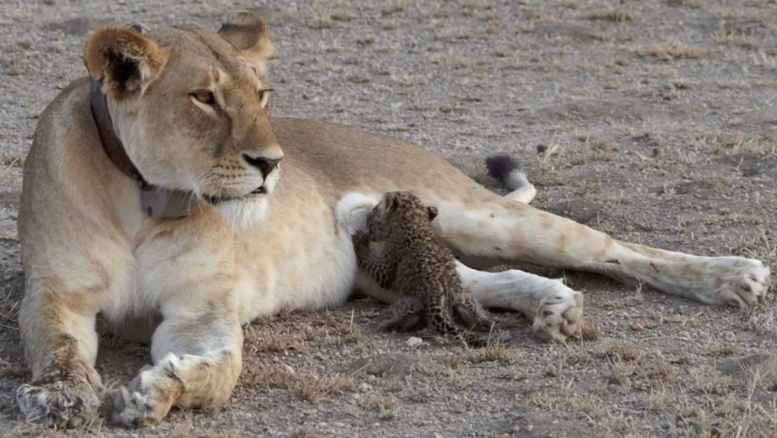 Pour la première fois, une lionne a été observée en train d'élever un bébé léopard