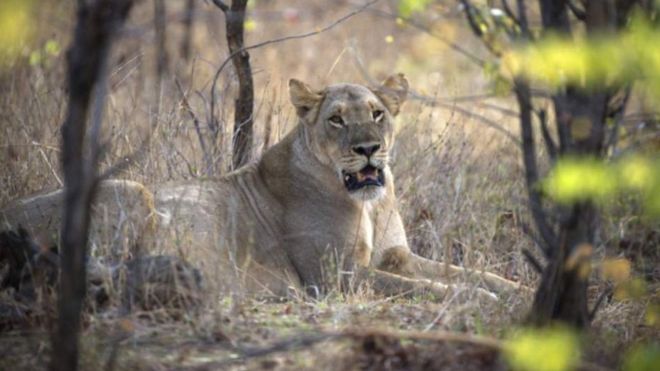 ​Zimbabwe : une fille de 10 ans tuée par un lion