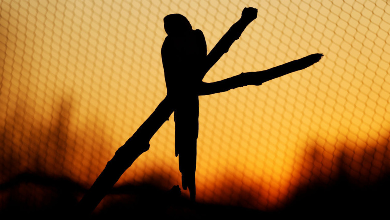 "Ne tire pas": le perroquet, témoin du crime, répète les derniers mots de la victime "Ne tire pas": le perroquet, témoin du crime, répète les derniers mots de la victime