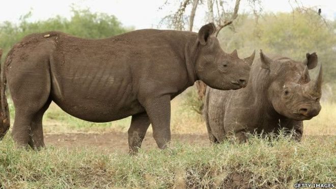 Une femme arrêtée avec des cornes de rhinocéros