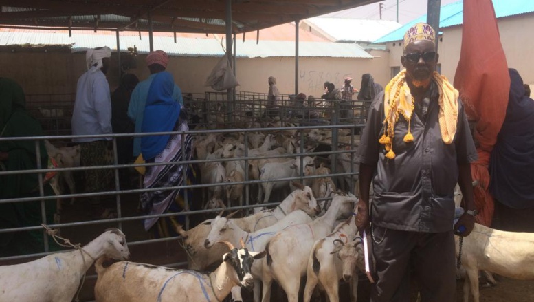 Somalie] Sécheresse au Puntland: sur le marché aux chèvres de Garowe