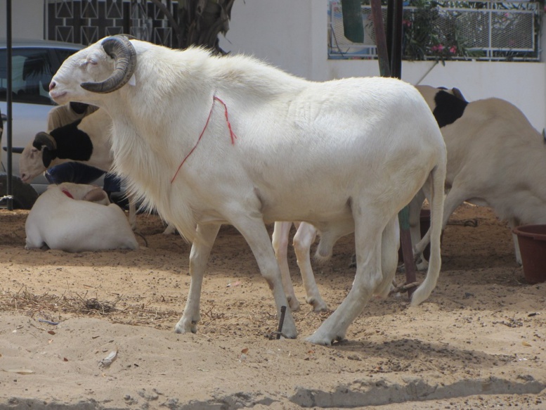 Tabaski 2017 : Déjà plus de 22 mille moutons au Sénégal Tabaski 2017 : Déjà plus de 22 mille moutons au Sénégal