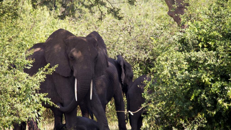 La population des éléphants d'Afrique diminue de plus en plus vite