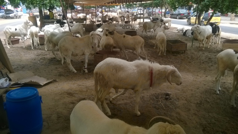 Tabaski 2017/ Le prix des moutons en hausse Tabaski 2017/ Le prix des moutons en hausse