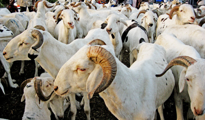 Lendemain de Tabaski: les éleveurs et revendeurs de moutons entre mévente et vols