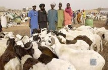 Moutons invendus à Dakar : Des éleveurs promettent de ne plus revenir Moutons invendus à Dakar : Des éleveurs promettent de ne plus revenir