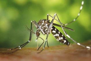 Epidémie de Dengue de type 3 au Sénégal: le bilan s'alourdit