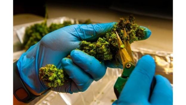 Le Lesotho délivre un permis de culture de cannabis