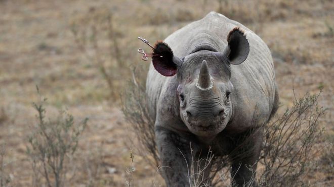 Afrique du Sud : nouvelle technique d'exportation des cornes de rhinocéros
