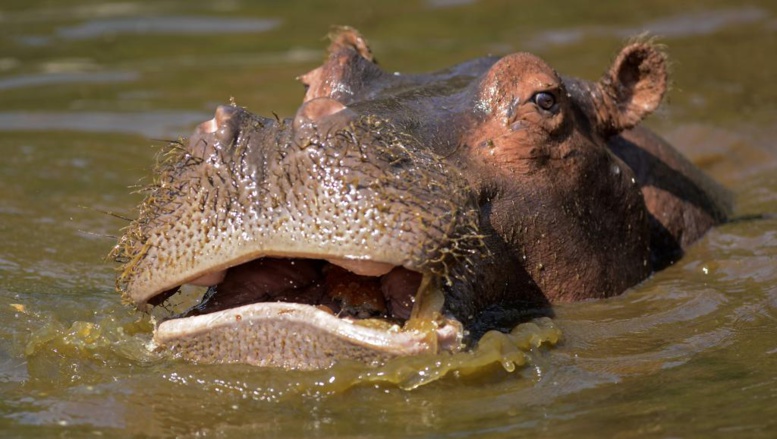 Namibie: une centaine d'hippopotames morts dans le parc national de Bwabwata Namibie: une centaine d'hippopotames morts dans le parc national de Bwabwata