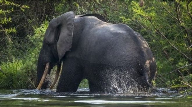 Saisie record d'ivoire en 2016