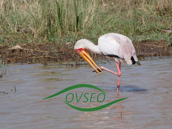 OVSEO organise un forum sur la gestion des eaux